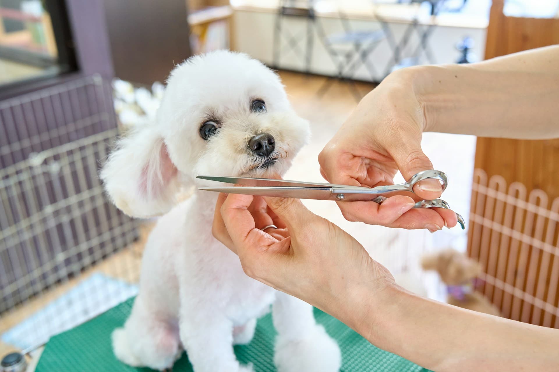 Peluquero canino profesional trabajando